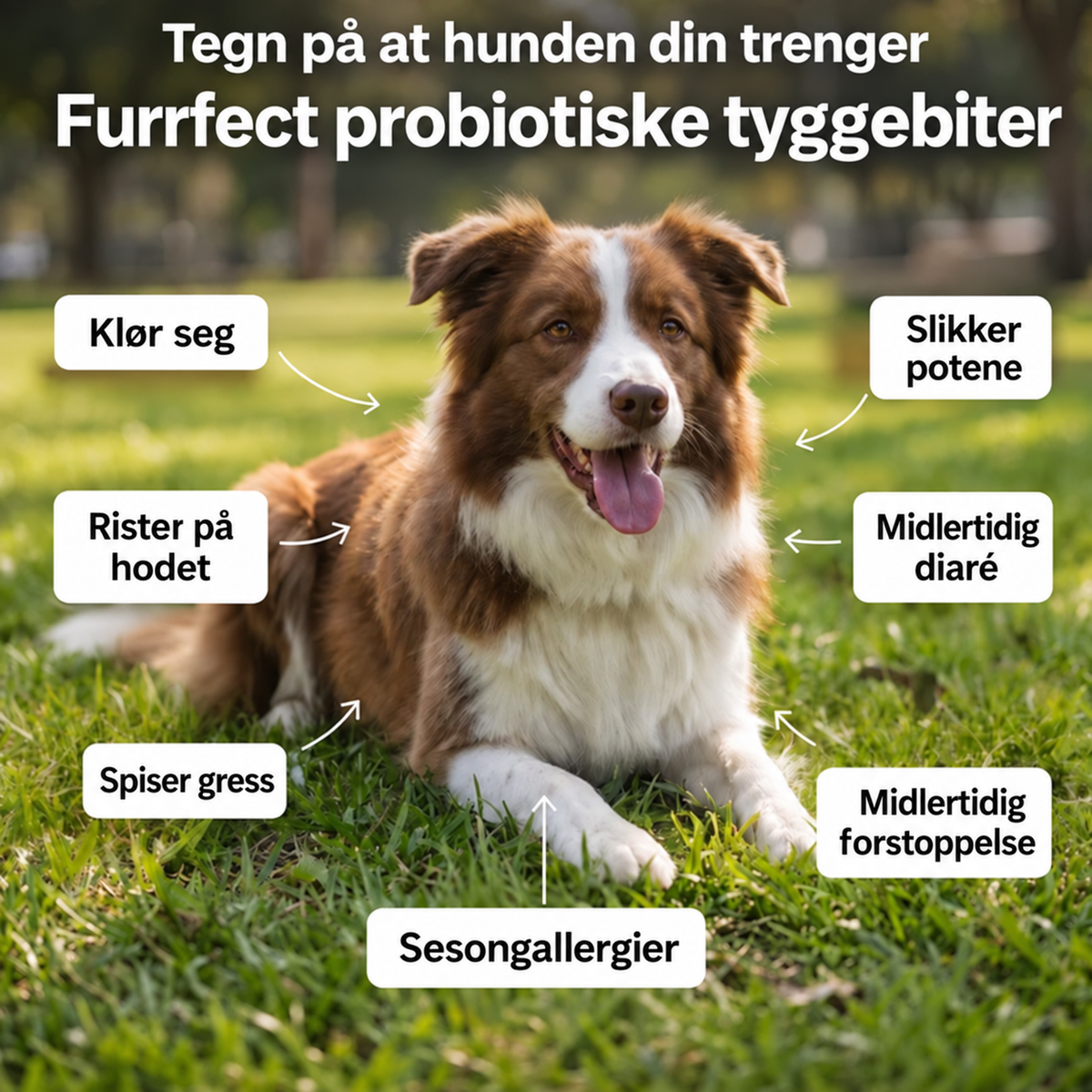 Probiotiske Tyggebiter – for tarm- og fordøyelseshelse