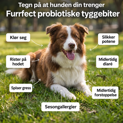 Probiotiske Tyggebiter – for tarm- og fordøyelseshelse